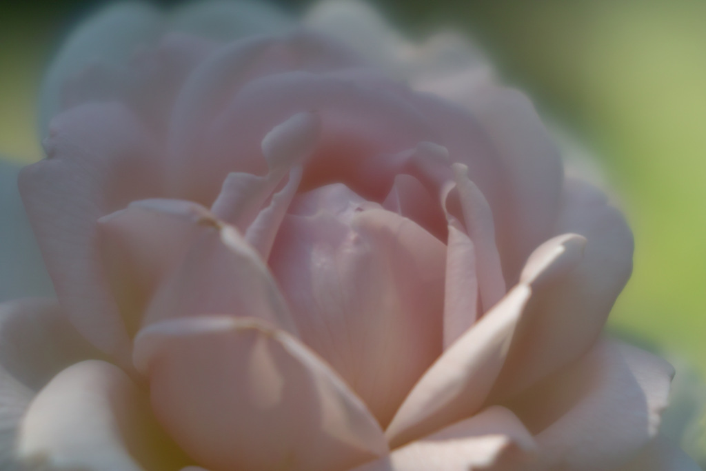 rose in macro world