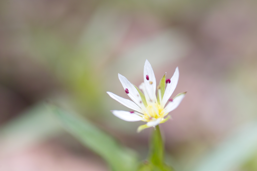 Sugadaira nature park at 11:09 May,4 202