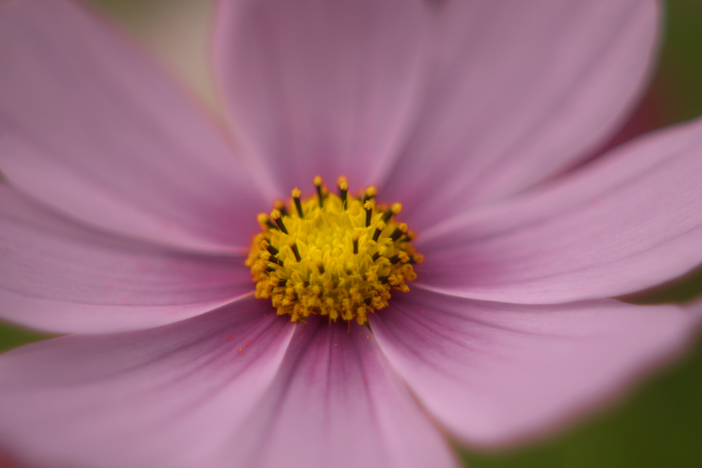macro cosmos