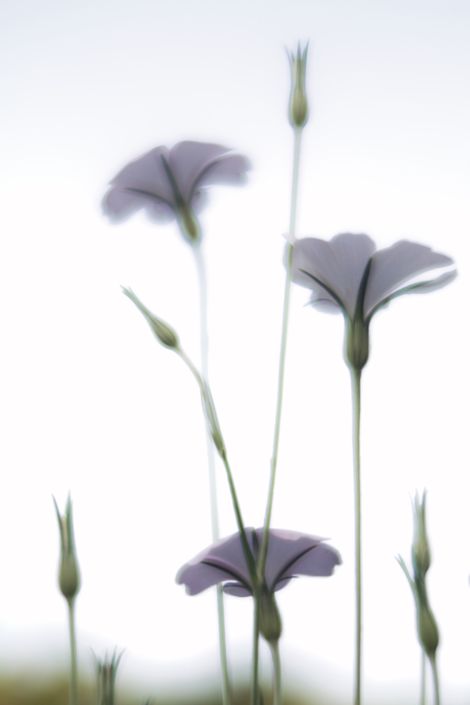 flower at 4,May 2021