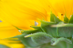 sun flower macro