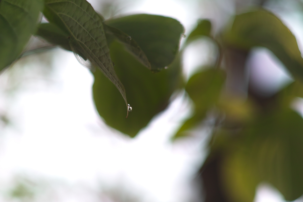 water drop