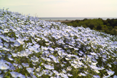 nemohpila hill at hitachi seaside park