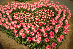 heart tulip