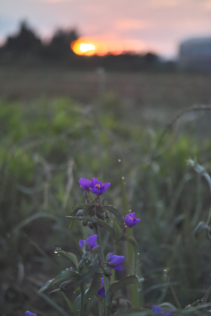 tyadescantia by industar 50-2 50mm f3.5