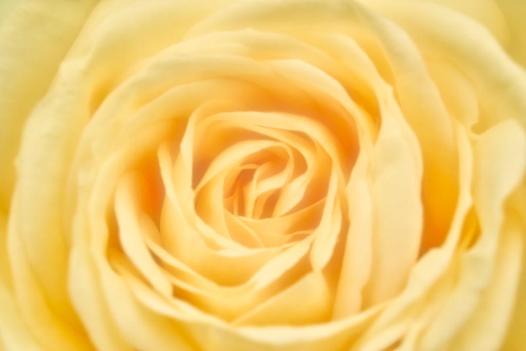 yellow rose
