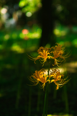 cluster amaryllis at murakami park