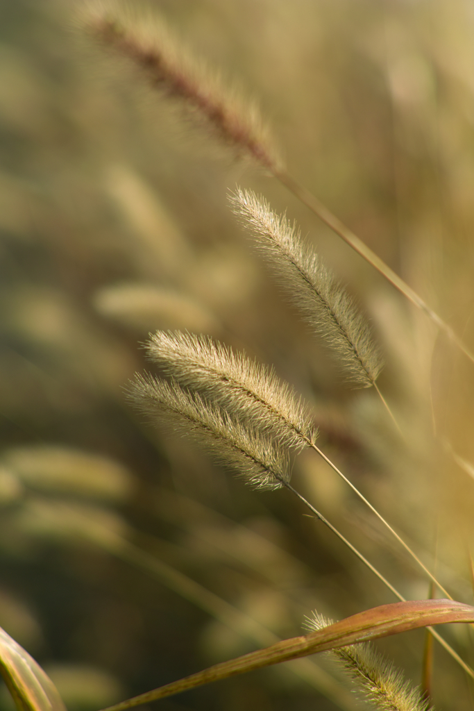 green foxtail grass