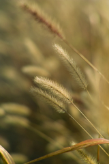 green foxtail grass