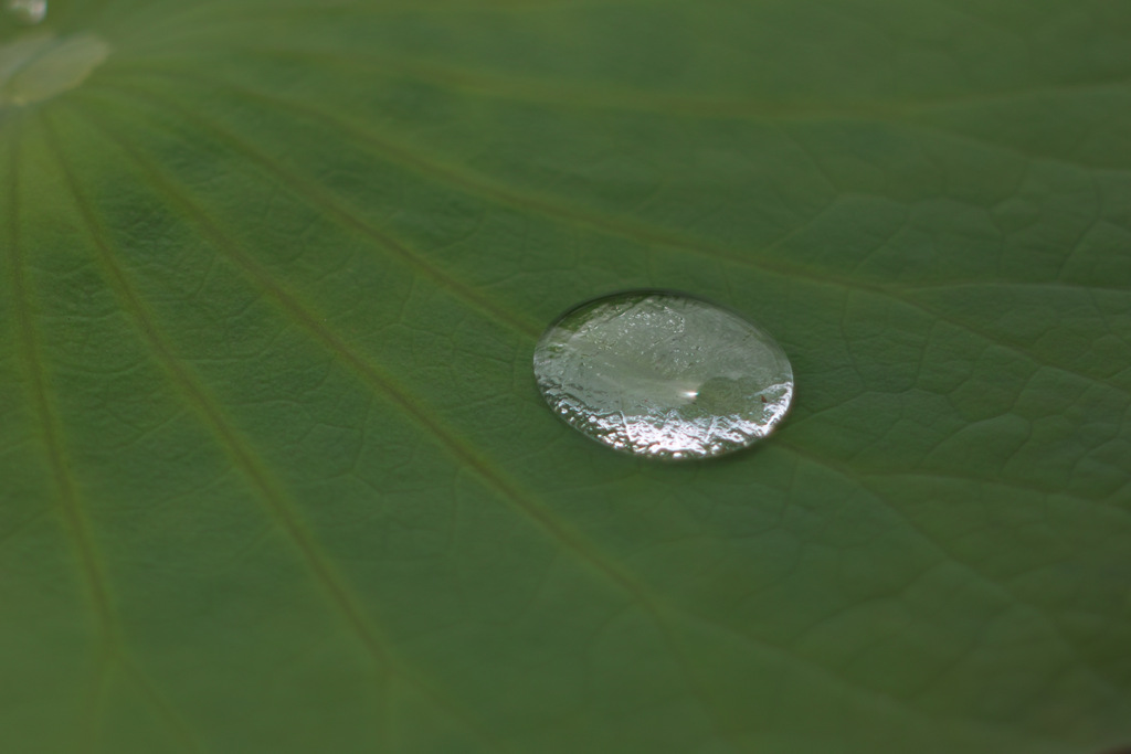 water drop on lotus leaf