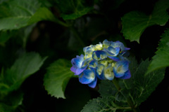 hydrangea