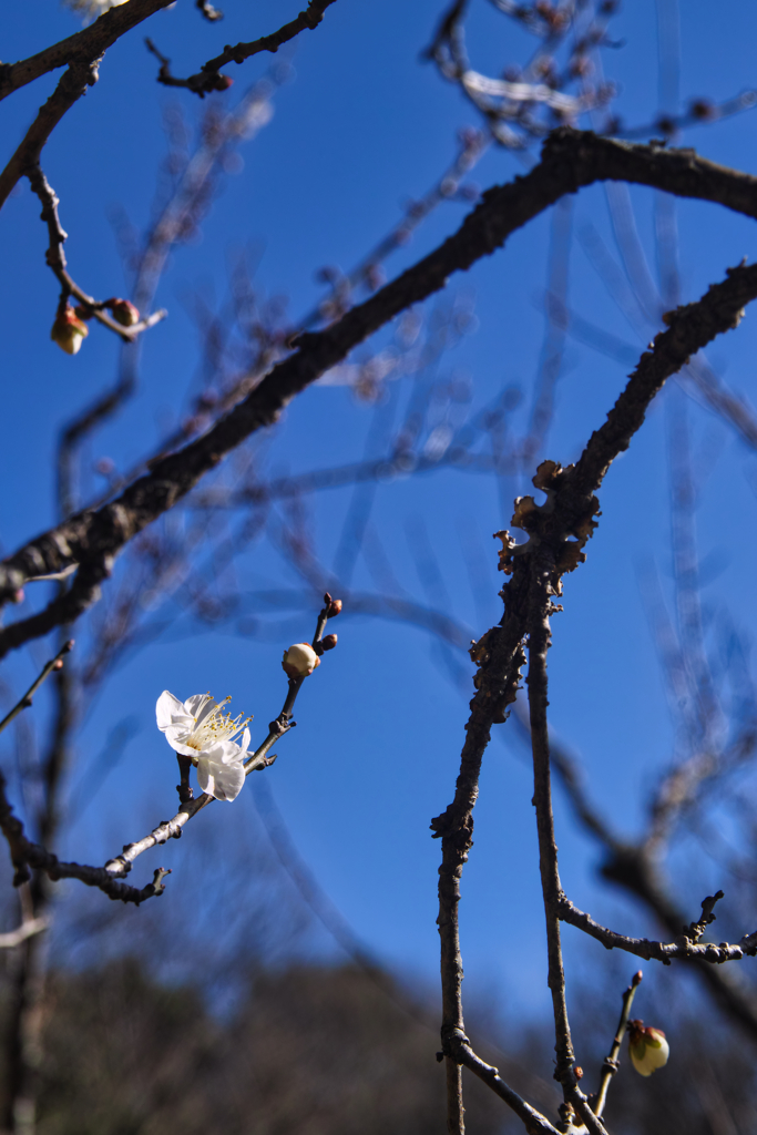 mt.tsukubasan at 10:56 Dec,31 2025