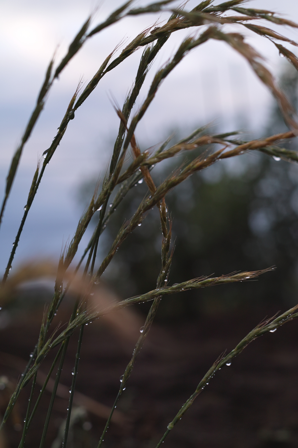 after rain at eary morning