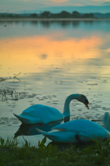 Swans at inba lake