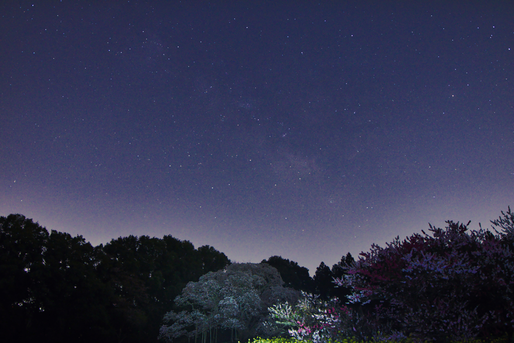 big cherryblussam with milky way