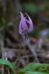 eryhronium japonicum at mt.tsukuba