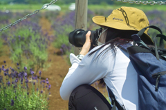 lavender land at sakura city