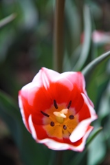 tulip festa at 10:56 Apr,14 2025 in saku