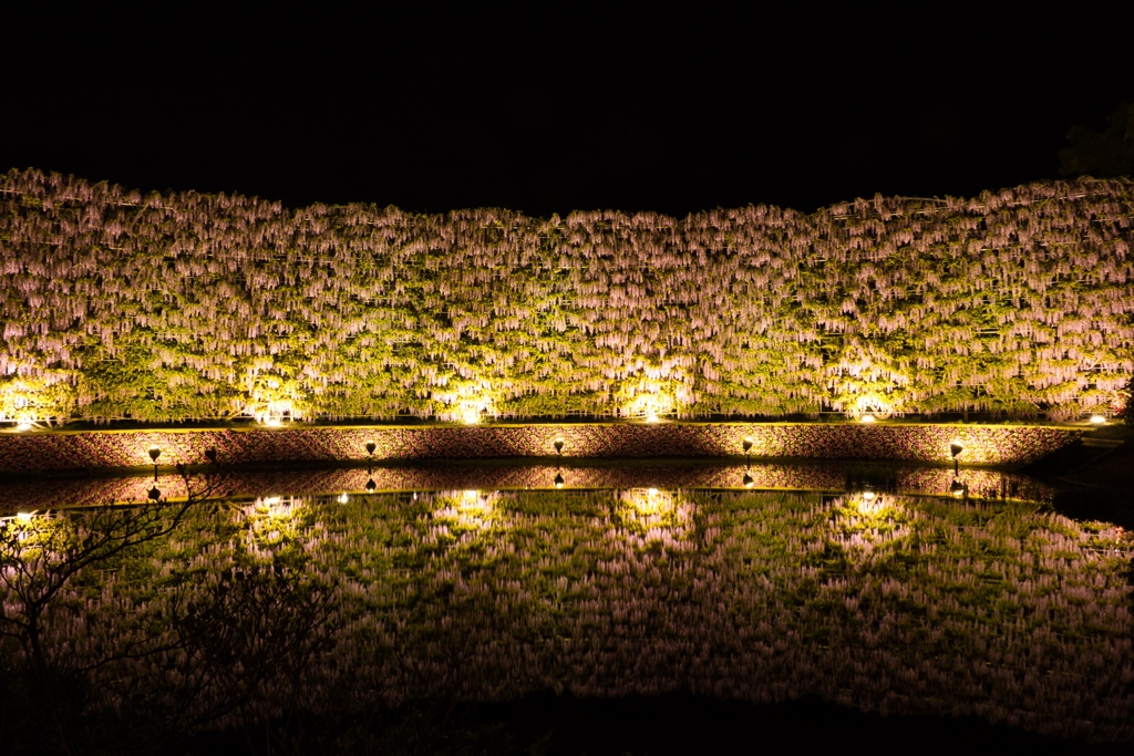 あしかがフラワーパーク