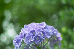 purple hydrangea