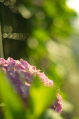 hydrangea on sun light