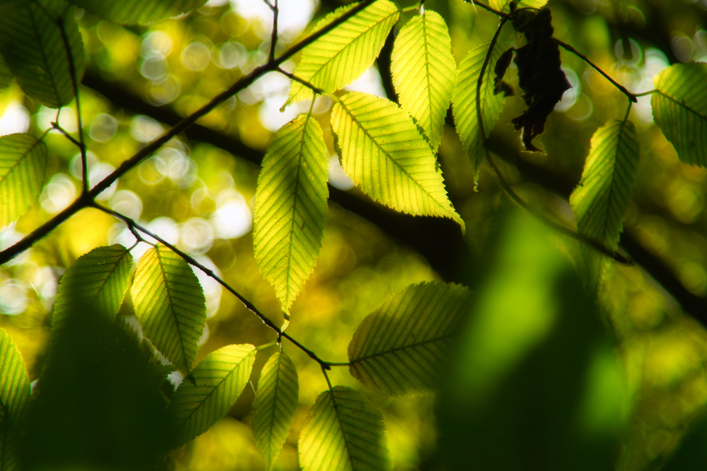 Mt.Tsukuba by aus jena