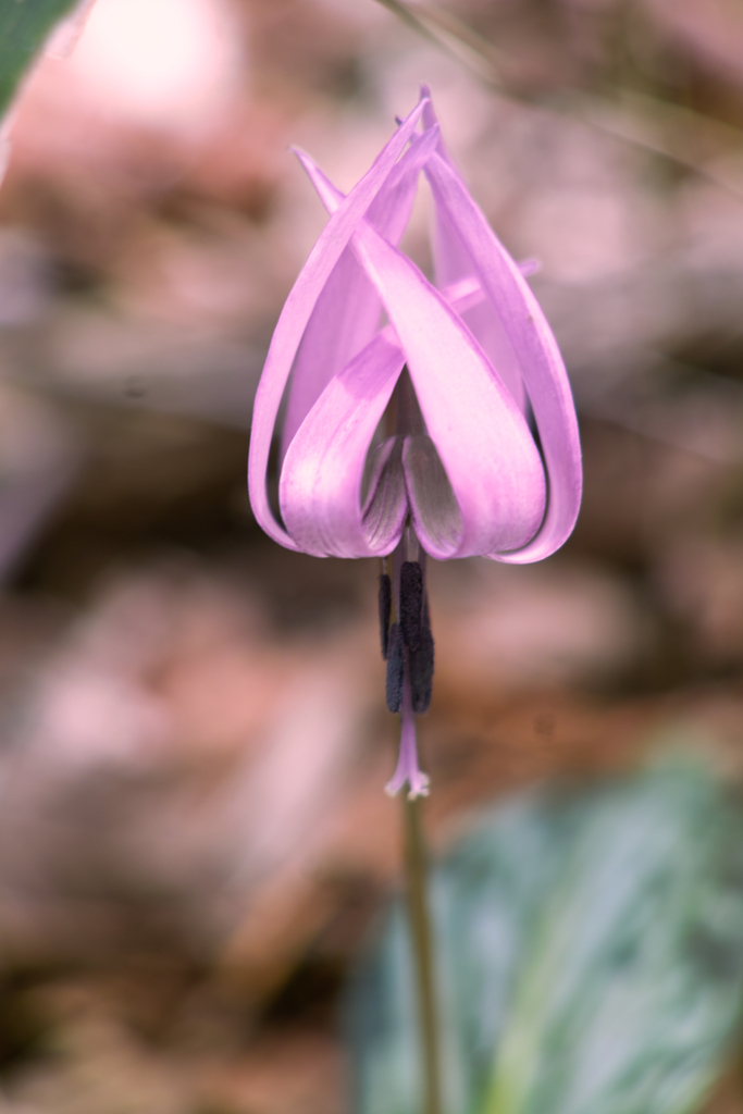 anemone flaccida at mt.tsukuba