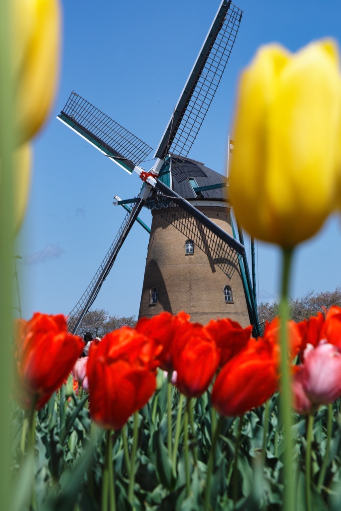 tulip festa at 10:29 Apr,14 2025 in  sak