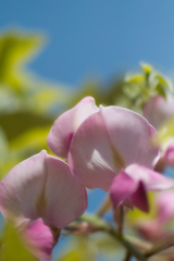wisteria in sousa city 08