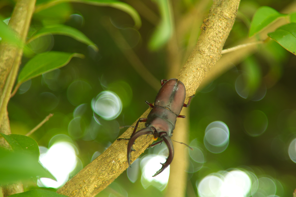stag beetle