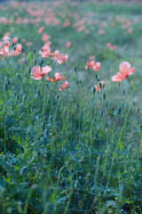 SD14+AUTO SEARS 55mm f1.4(M42)