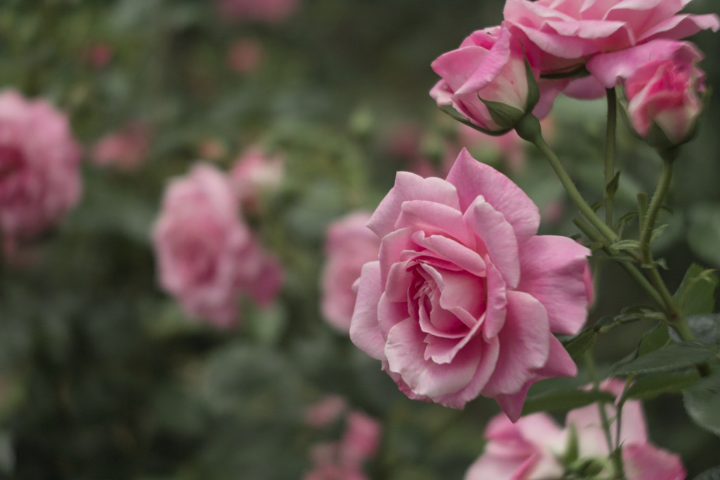 pink rose