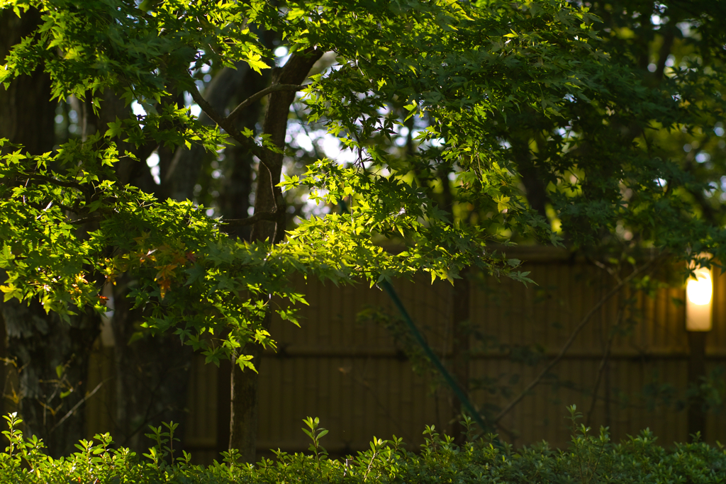 nasu_no_mori_village at 7:06 Oct,21 2024