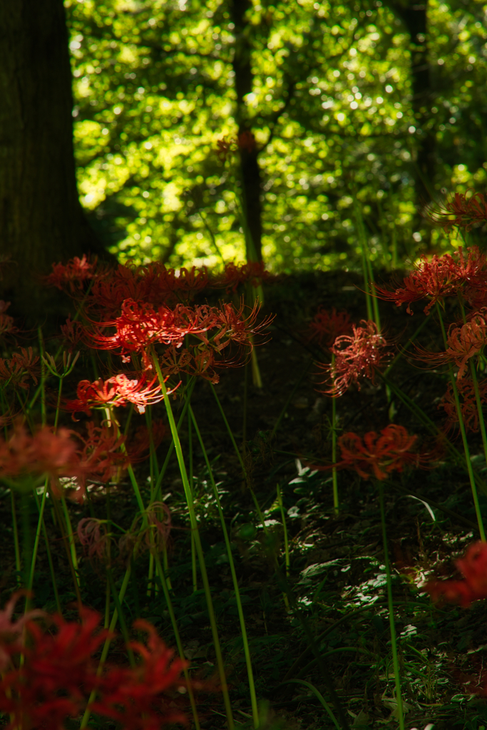 cluster amaryllis at murakami park