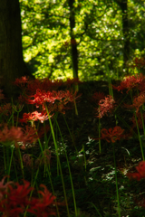 cluster amaryllis at murakami park