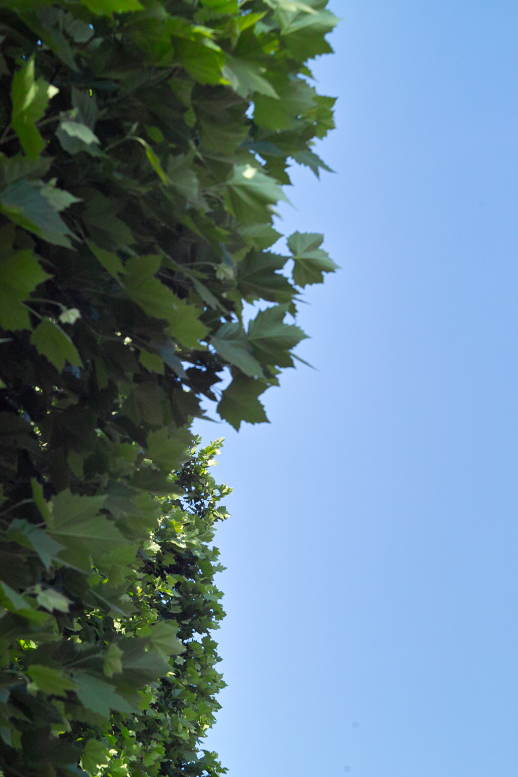 fresh green and blue sky by industar