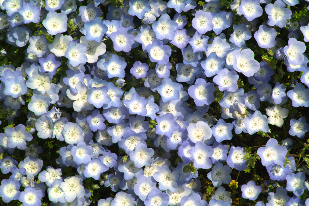 nemohpila hill at hitachi seaside park