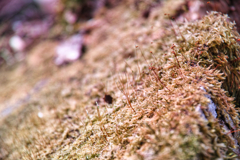 Mt.Tsukuba at 9:38 Apr,12 2025(moss)