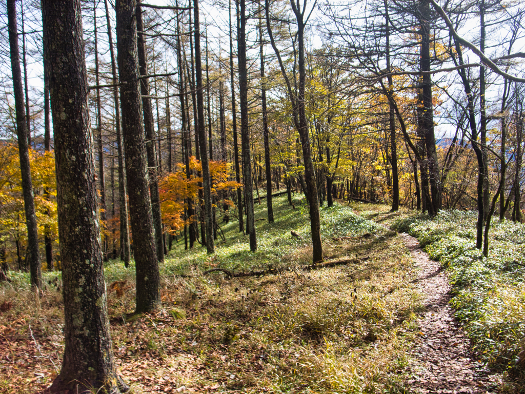 mt.yokoosan at 9-41 Nov,2025(GRD 1st)