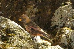 aisian rosy finch at 12:01-2 Feb,8 2025 