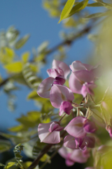 wisteria in sousa city 05