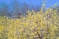wintersweet in mt.tsukuba at 13:47 Jan,1