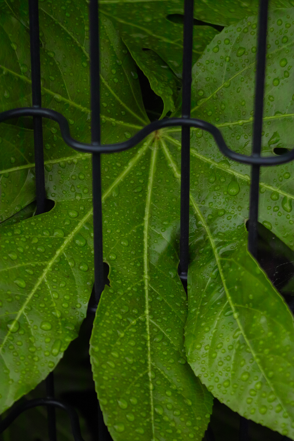 bonus3 with hydrangea