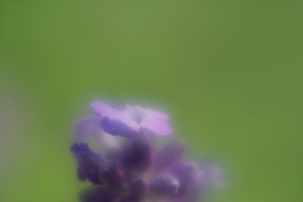 lavender land at sakura city
