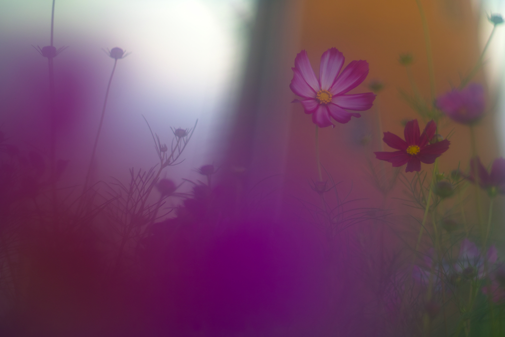 cosmos at 5:44 2,Oct 2022