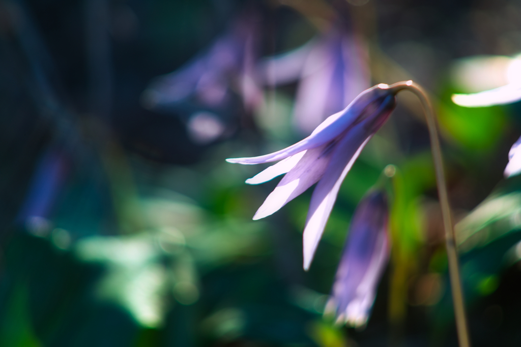 erythronium japonicum1