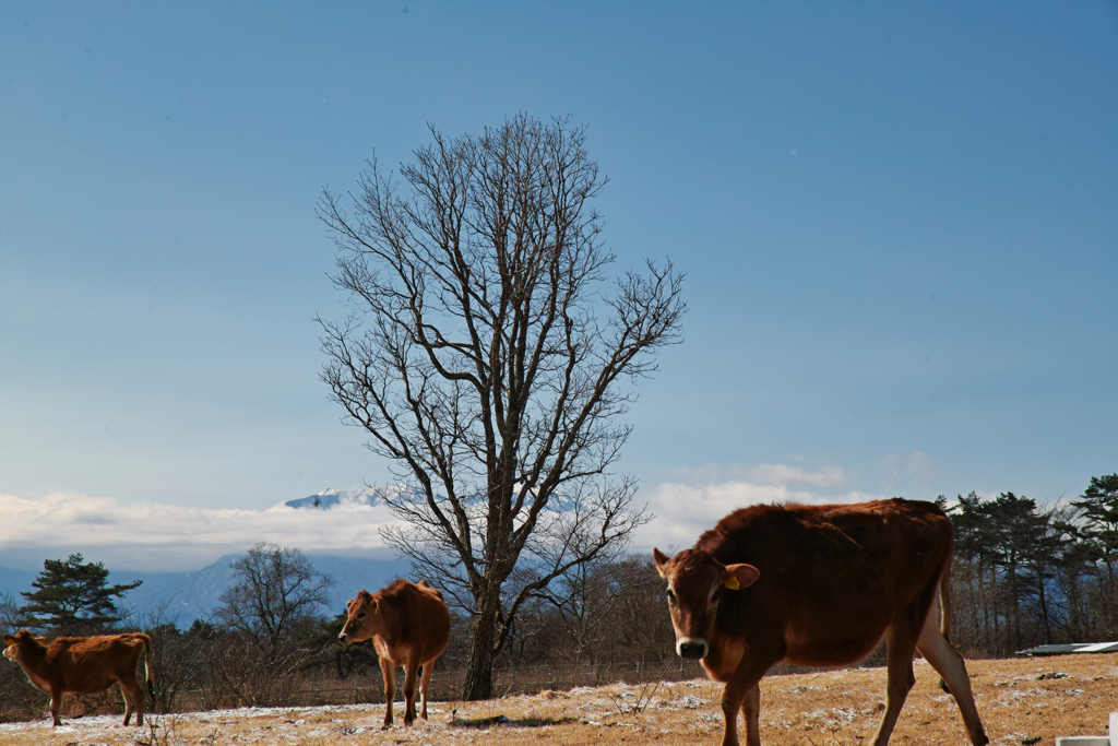 seisenryou at 10:27 25,Feb 2023