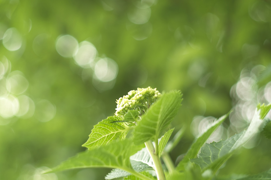 hydrangea bud