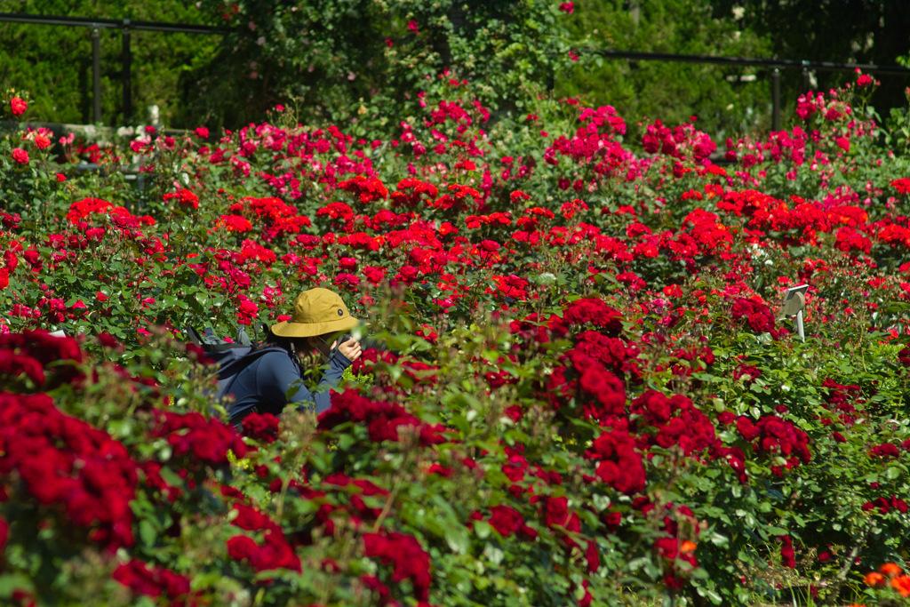 my buddy surrounded by red roses