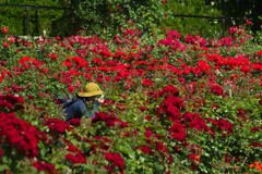 my buddy surrounded by red roses